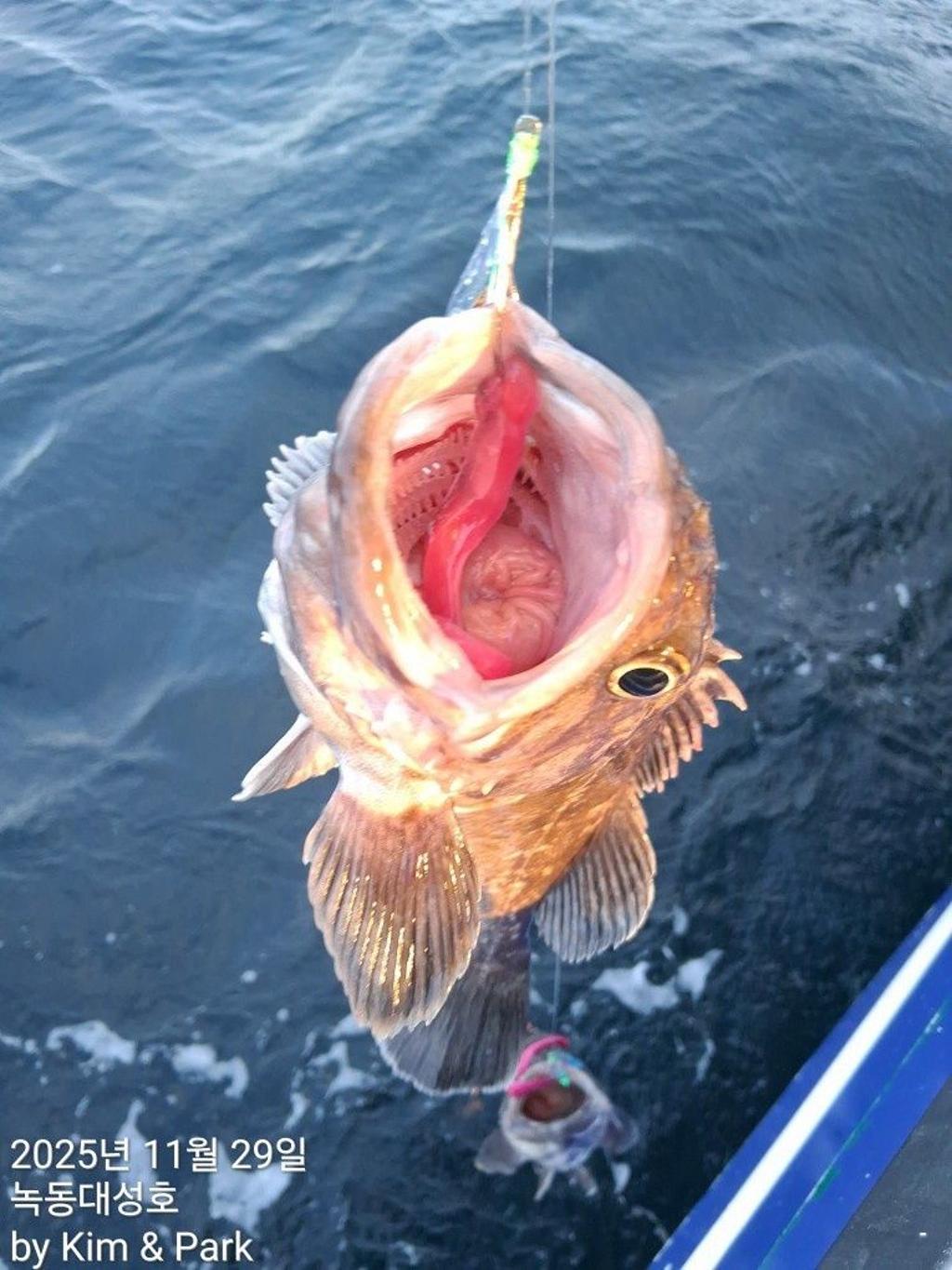 낚시뚜,우럭,열기,녹동항,녹동대성호,낚시뚜35