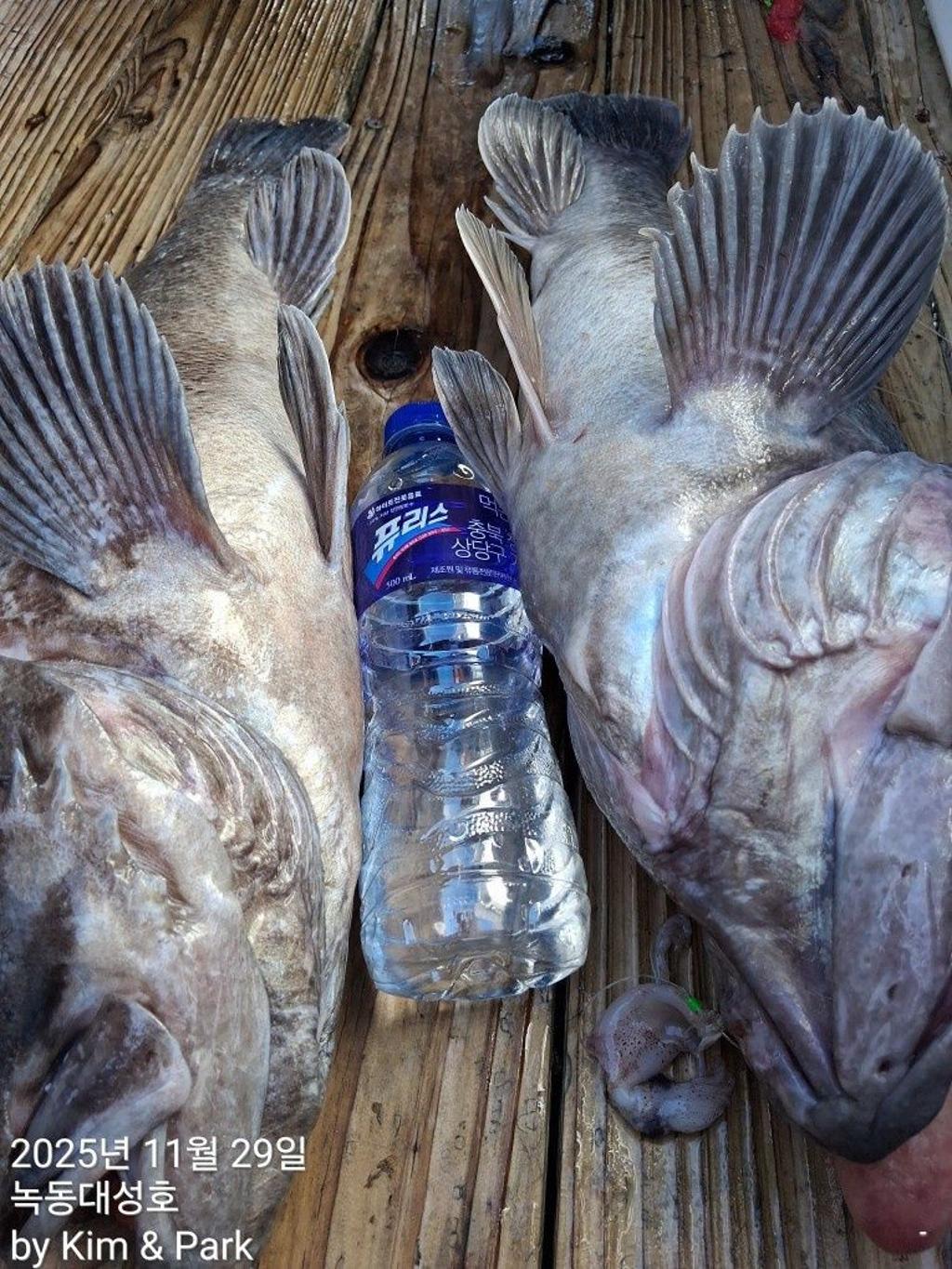 낚시뚜,우럭,열기,녹동항,녹동대성호,낚시뚜34