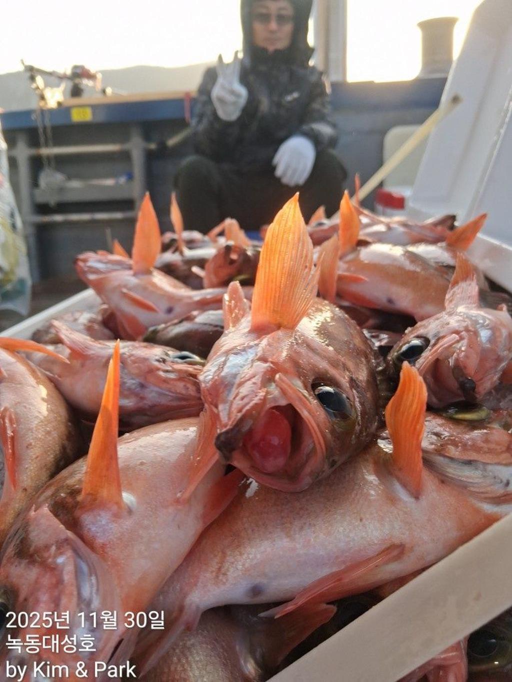 낚시뚜,우럭,열기,녹동항,녹동대성호,낚시뚜11