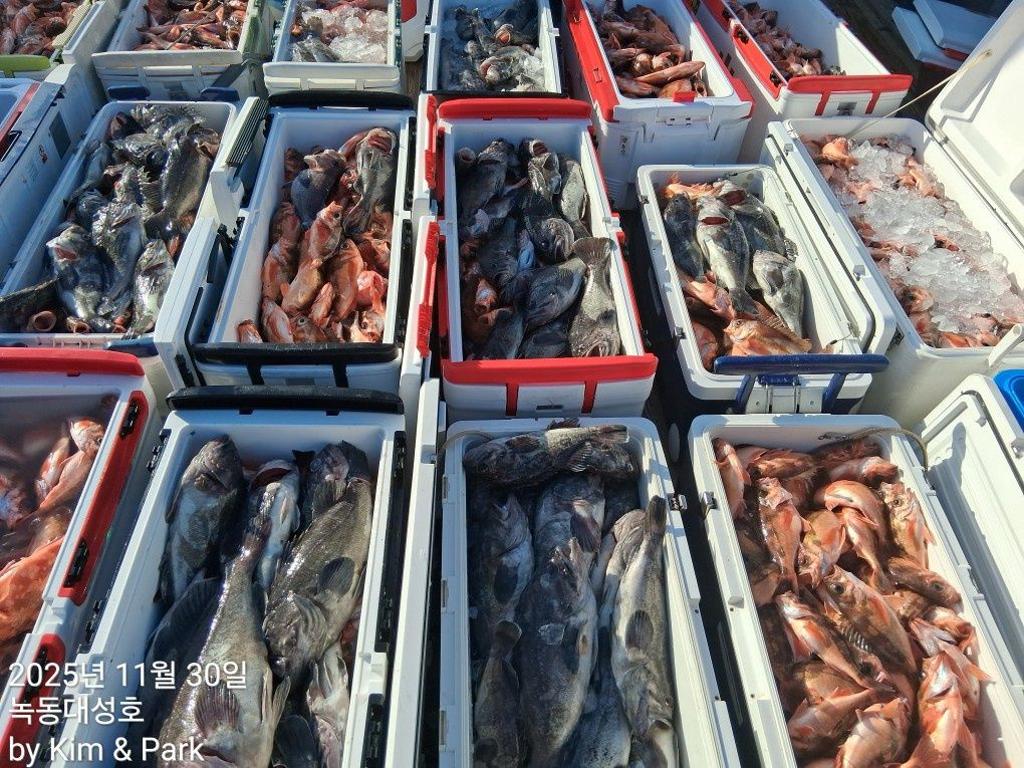 낚시뚜,우럭,열기,녹동항,녹동대성호,낚시뚜3