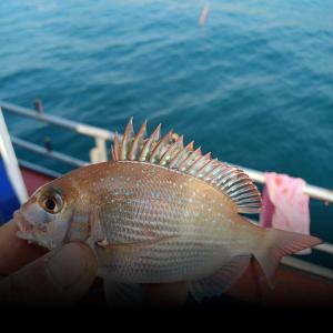 조황, 감성돔 감성돔 감성돔 