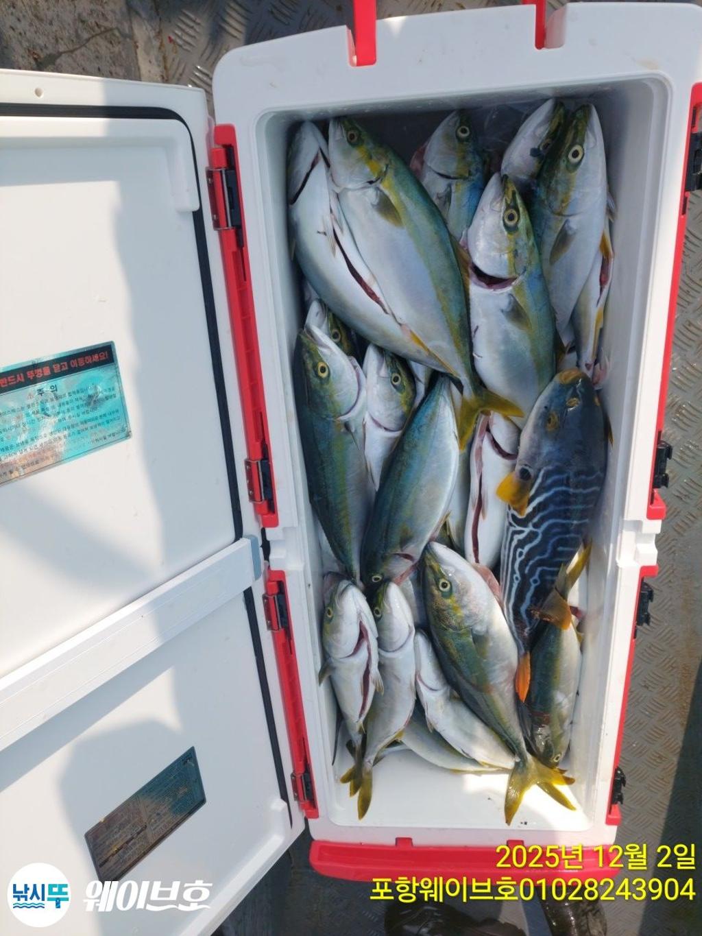 낚시뚜,방어,삼치,구룡포항,뉴웨이브호,낚시뚜16