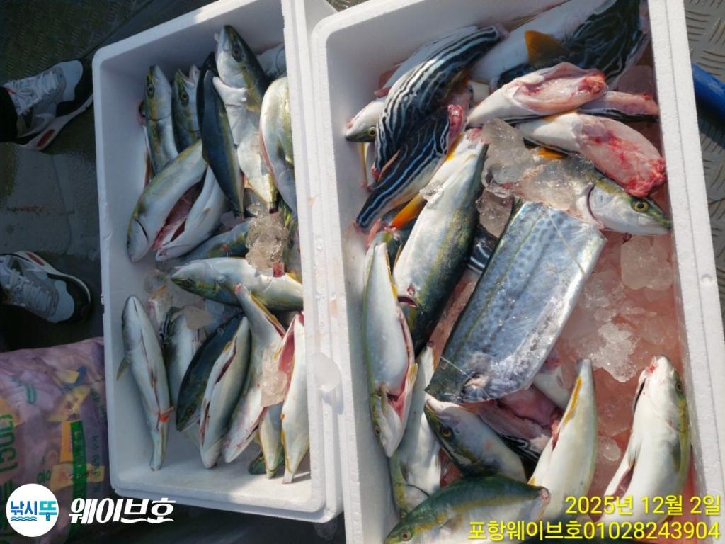 낚시뚜,방어,삼치,구룡포항,뉴웨이브호,낚시뚜15