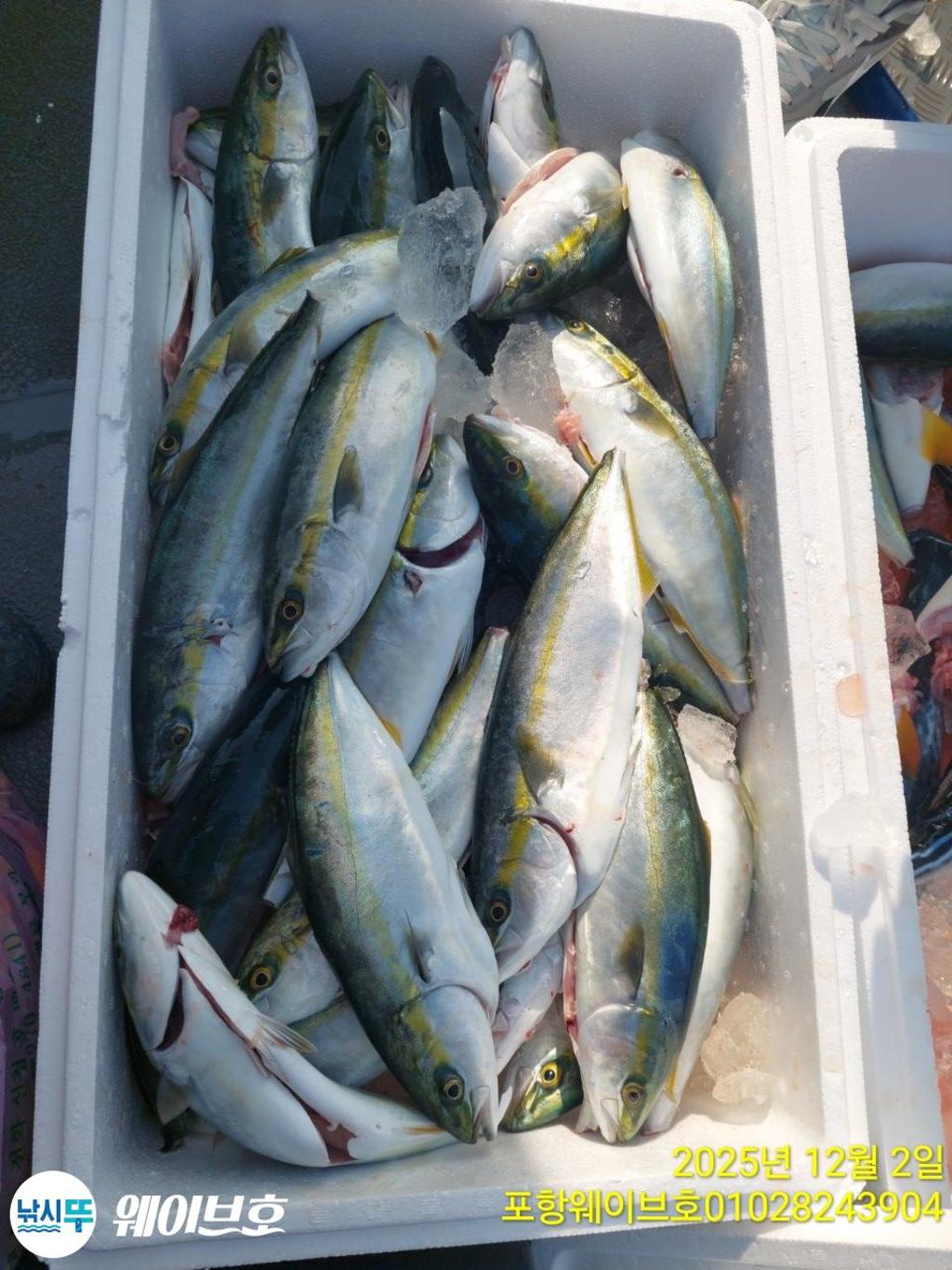 낚시뚜,방어,삼치,구룡포항,뉴웨이브호,낚시뚜14