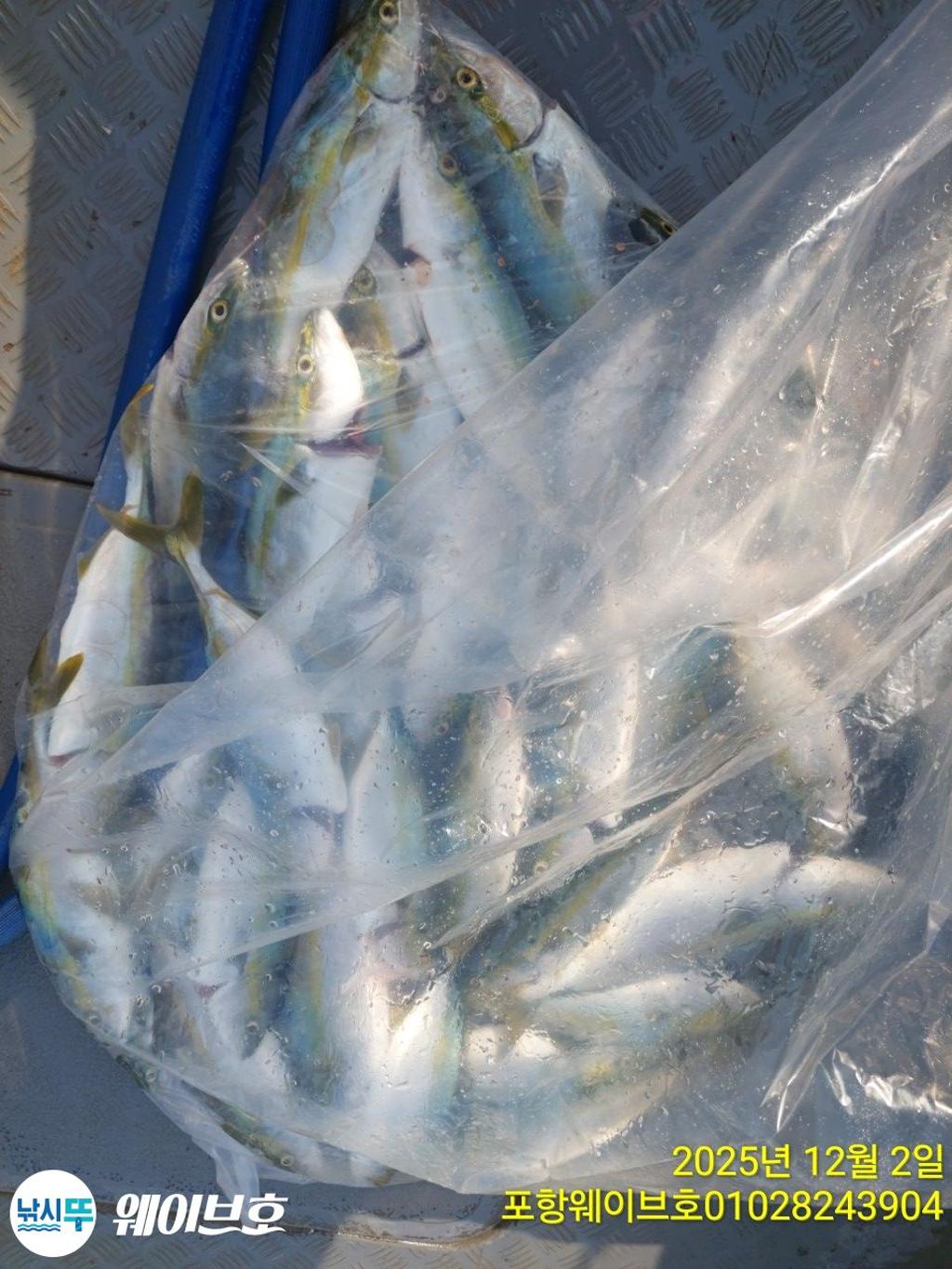 낚시뚜,방어,삼치,구룡포항,뉴웨이브호,낚시뚜13