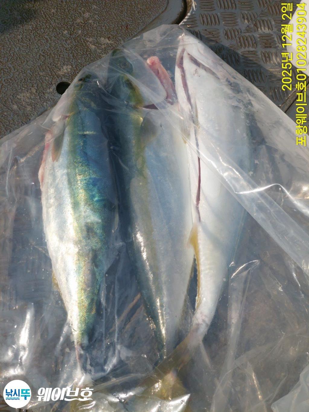 낚시뚜,방어,삼치,구룡포항,뉴웨이브호,낚시뚜12