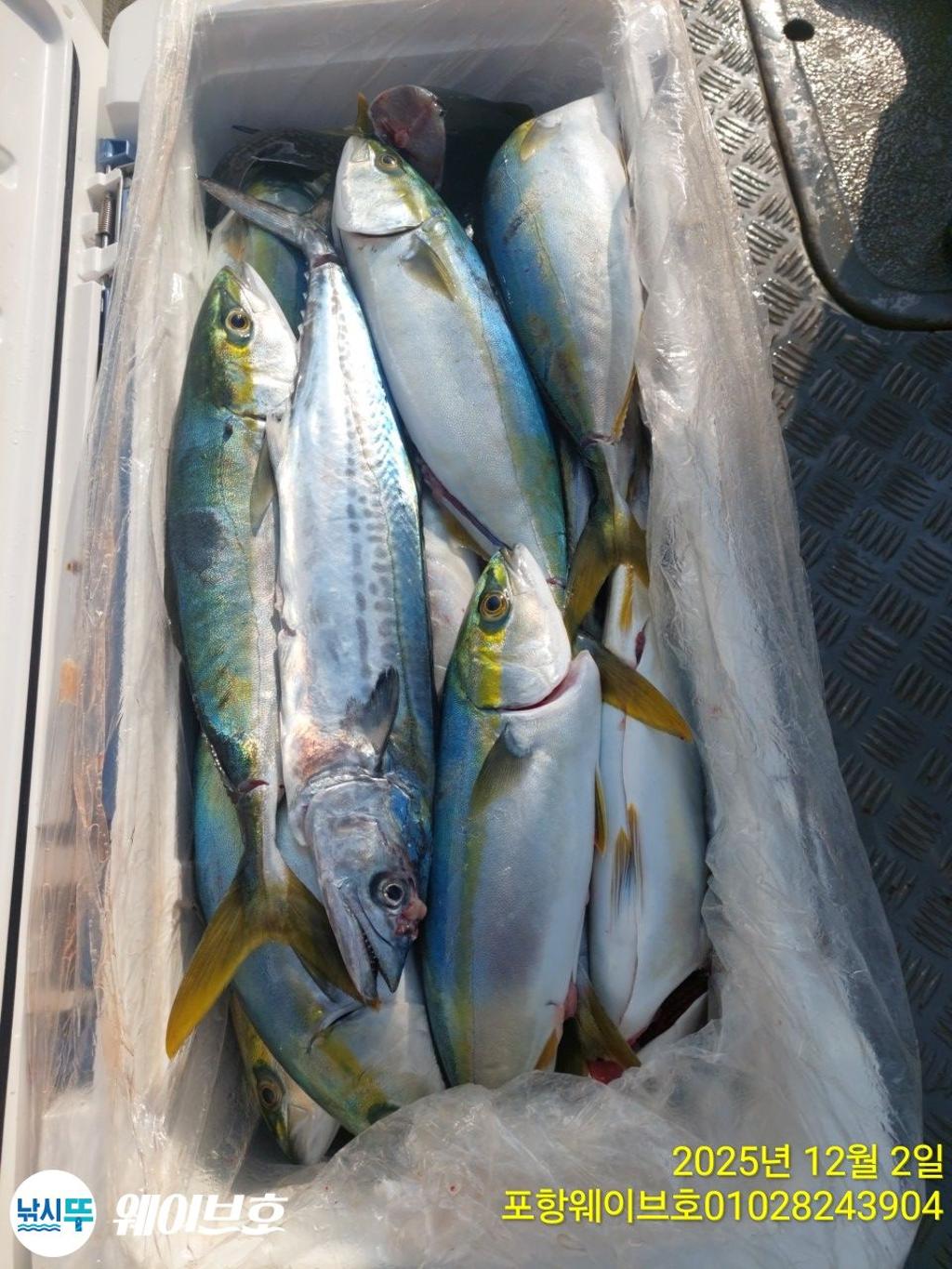 낚시뚜,방어,삼치,구룡포항,뉴웨이브호,낚시뚜10