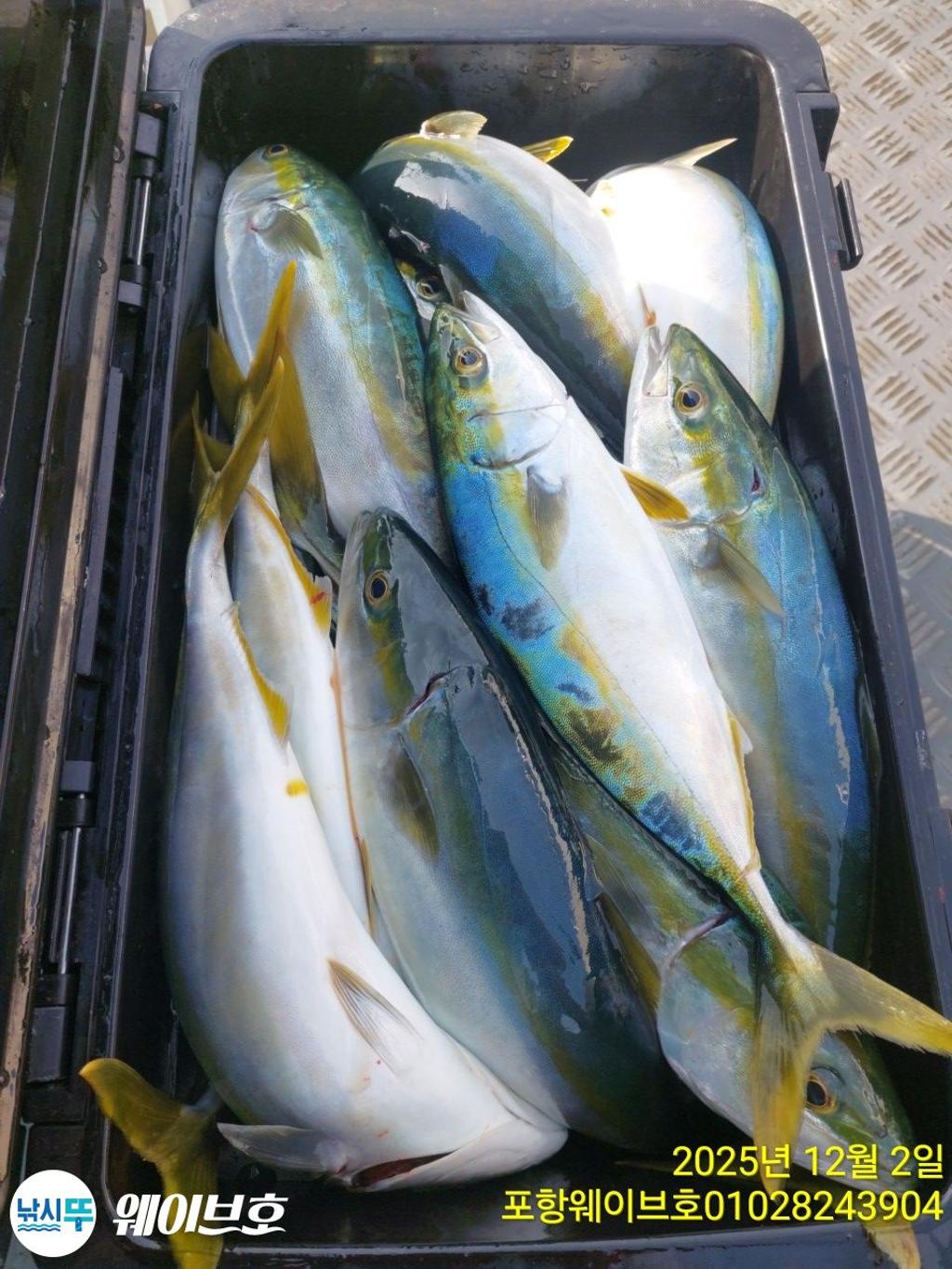 낚시뚜,방어,삼치,구룡포항,뉴웨이브호,낚시뚜9