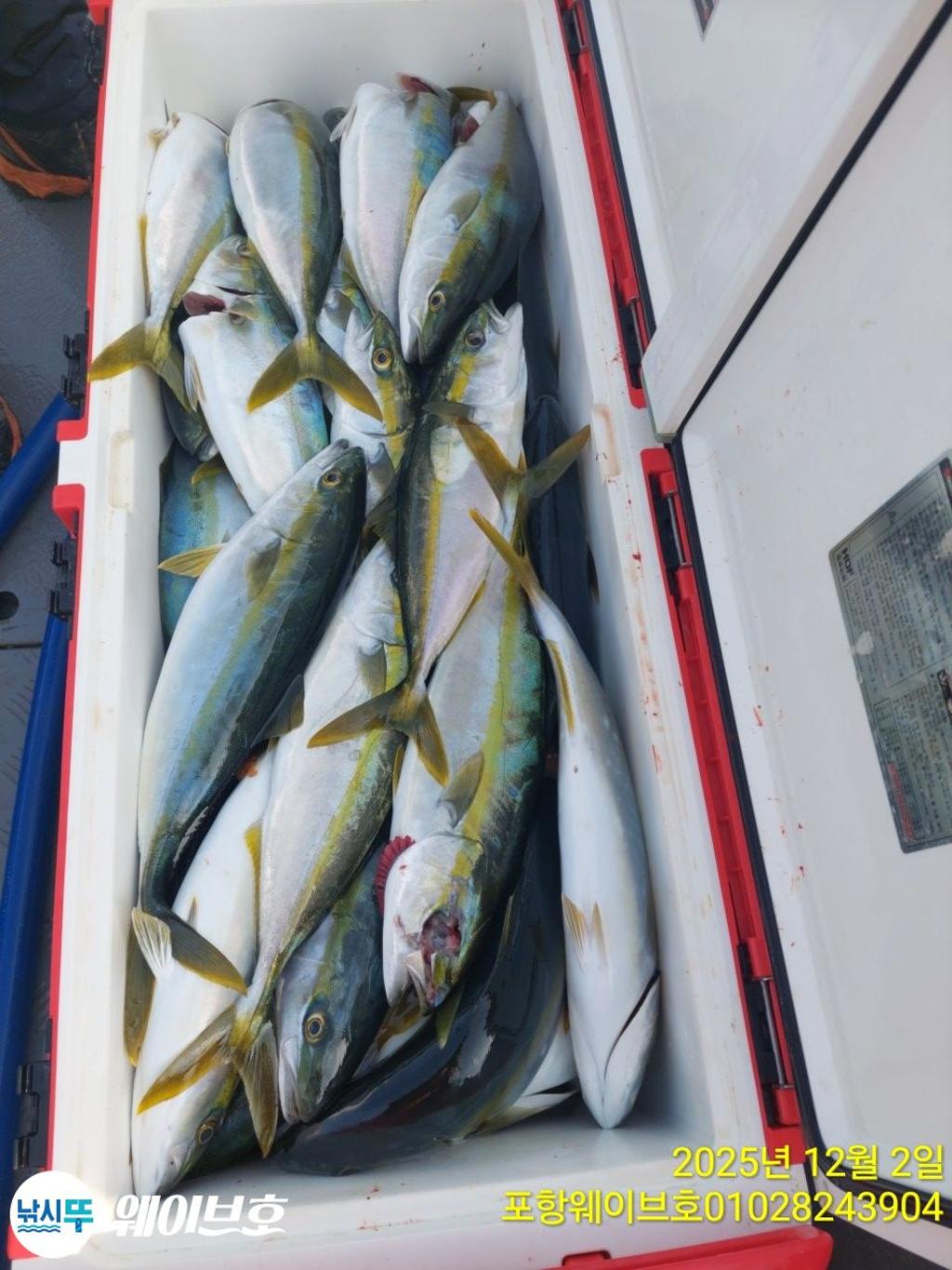 낚시뚜,방어,삼치,구룡포항,뉴웨이브호,낚시뚜8