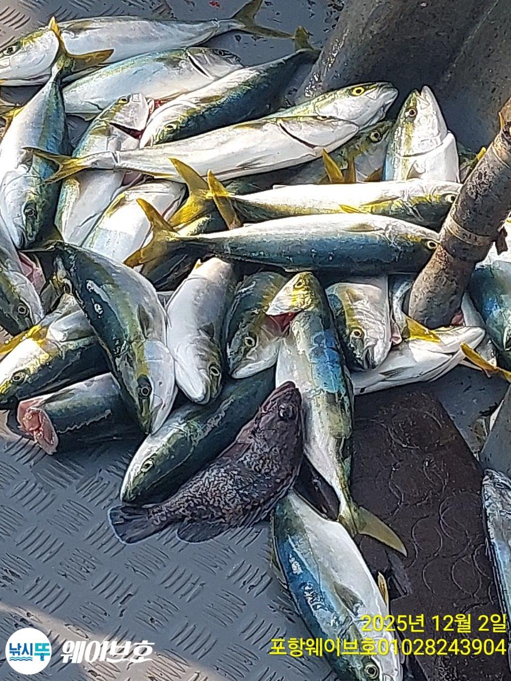 낚시뚜,방어,삼치,구룡포항,뉴웨이브호,낚시뚜7