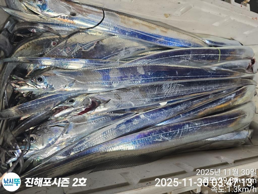 낚시뚜,갈치,진해행암항,진해포시즌 2호,낚시뚜6
