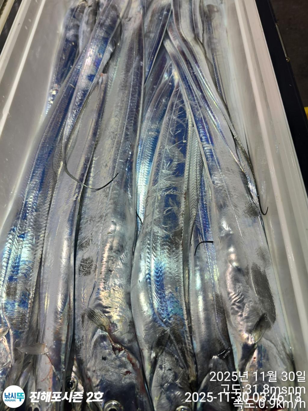 낚시뚜,갈치,진해행암항,진해포시즌 2호,낚시뚜3