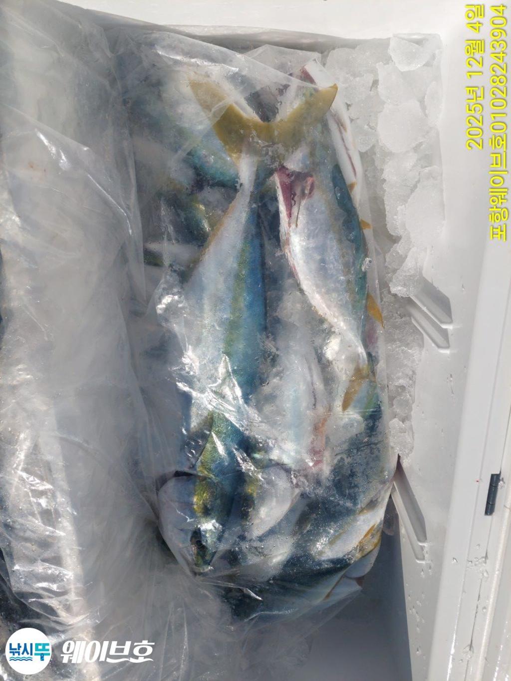 낚시뚜,방어,삼치,구룡포항,뉴웨이브호,낚시뚜8