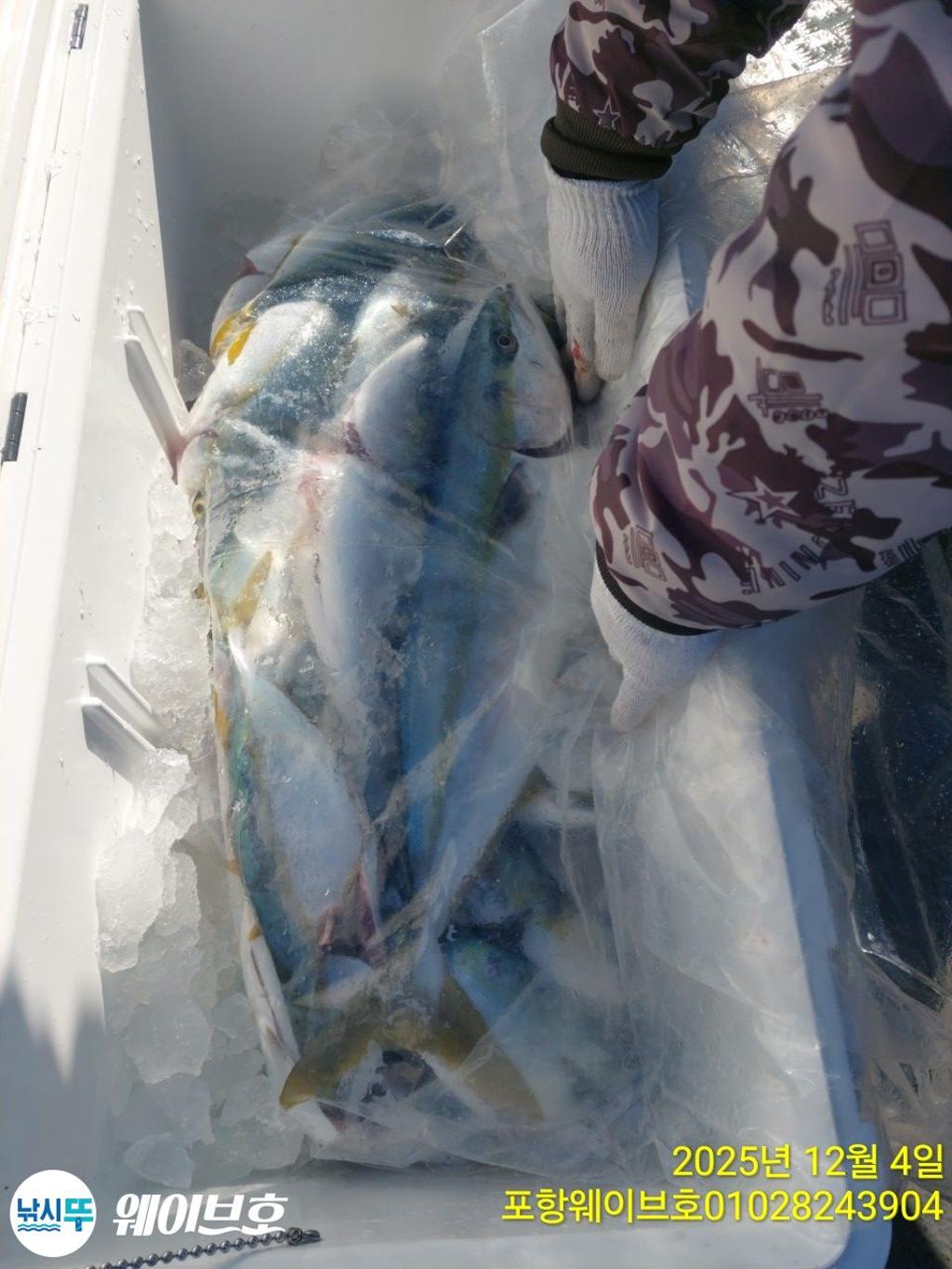 낚시뚜,방어,삼치,구룡포항,뉴웨이브호,낚시뚜7