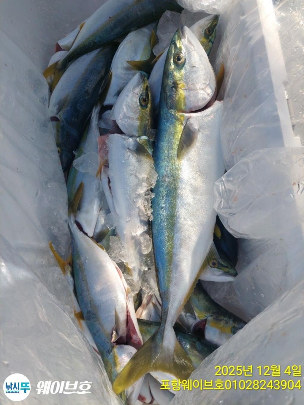 낚시뚜,방어,삼치,구룡포항,뉴웨이브호,낚시뚜6