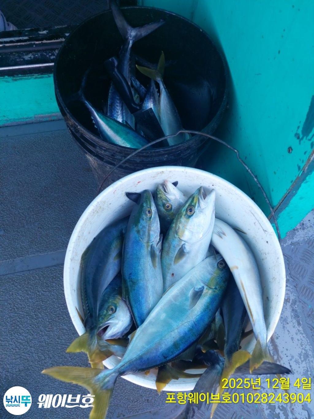 낚시뚜,방어,삼치,구룡포항,뉴웨이브호,낚시뚜5