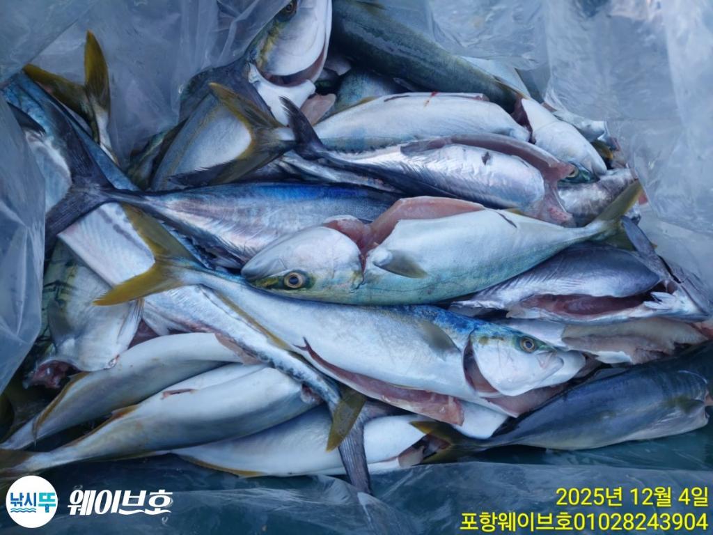 낚시뚜,방어,삼치,구룡포항,뉴웨이브호,낚시뚜4