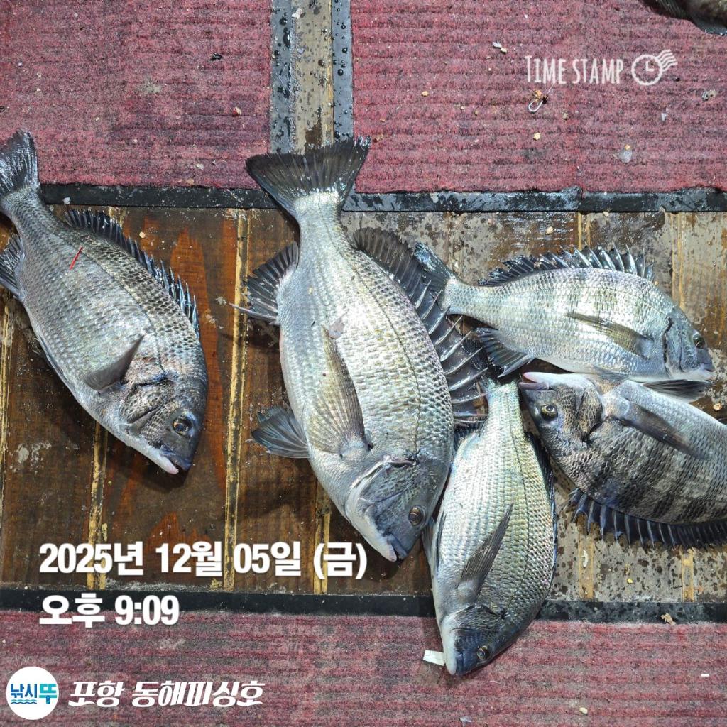 낚시뚜,감성돔,포항(운하관),포항 동해피싱호,낚시뚜4