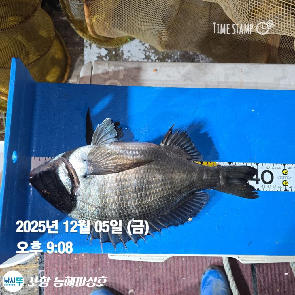 낚시뚜,감성돔,포항(운하관),포항 동해피싱호,낚시뚜1