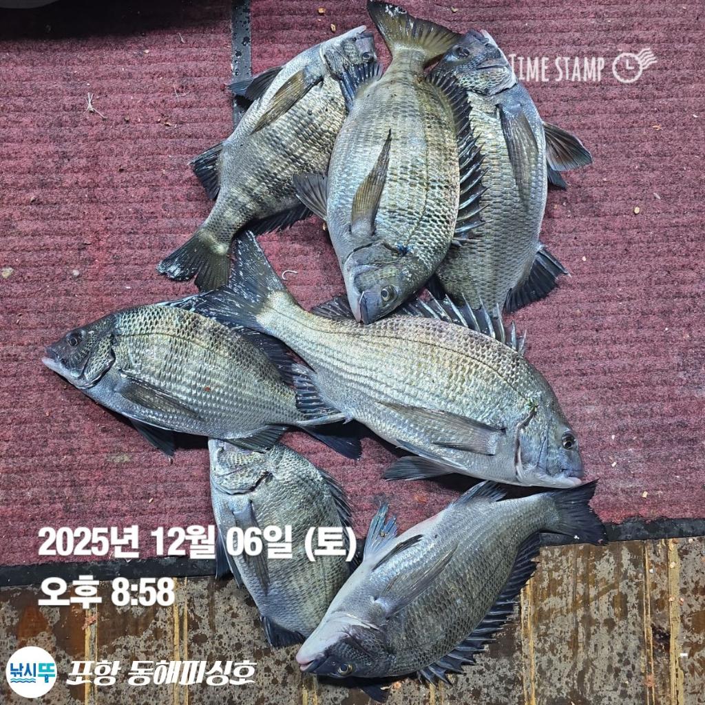 낚시뚜,감성돔,포항(운하관),포항 동해피싱호,낚시뚜2