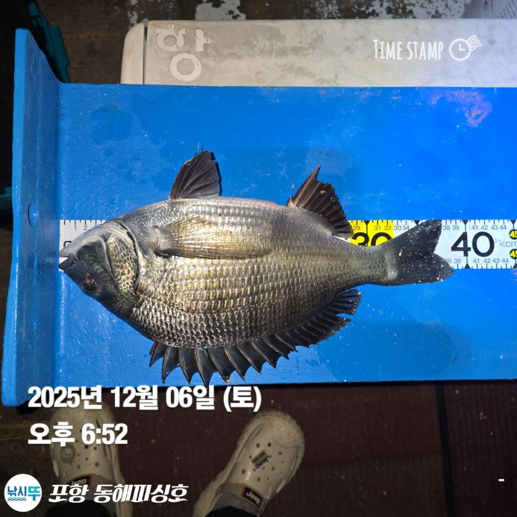 낚시뚜,감성돔,포항(운하관),포항 동해피싱호,낚시뚜1