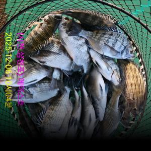 조황, 감성돔 실시간~팍팍팍