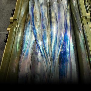 조황, 녹동금강호16석 갈치조항 씨알좋읍니다 9일10일쭉갈치예약중 010-3604-2747 