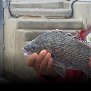 조황, 명성호 갯바위조황