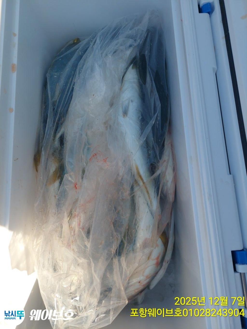 낚시뚜,방어,삼치,구룡포항,뉴웨이브호,낚시뚜18