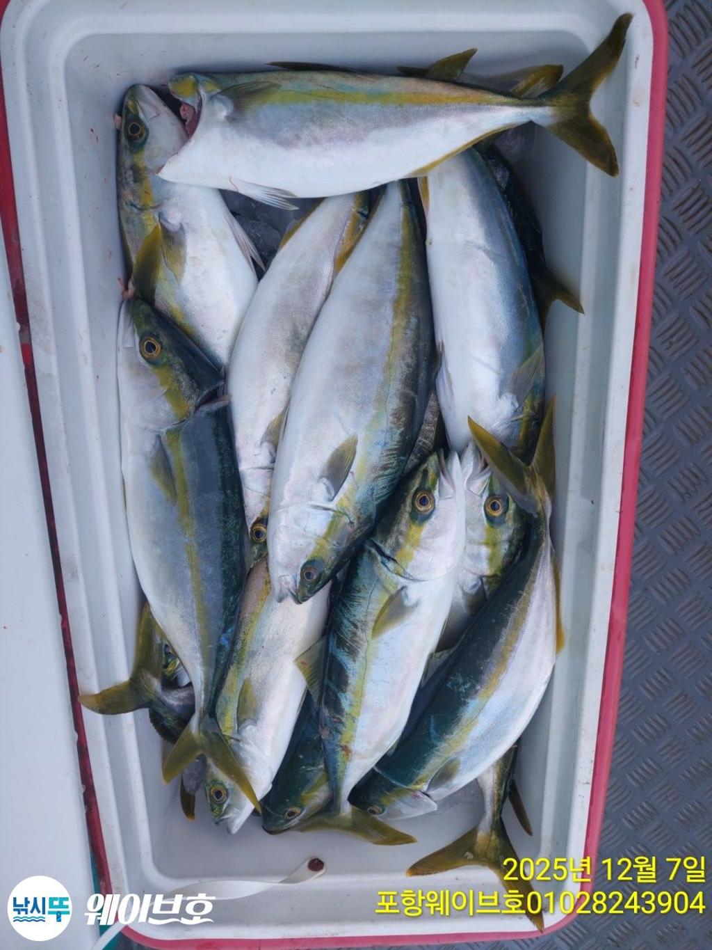 낚시뚜,방어,삼치,구룡포항,뉴웨이브호,낚시뚜17