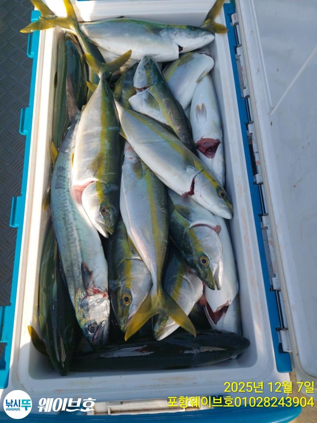 낚시뚜,방어,삼치,구룡포항,뉴웨이브호,낚시뚜16