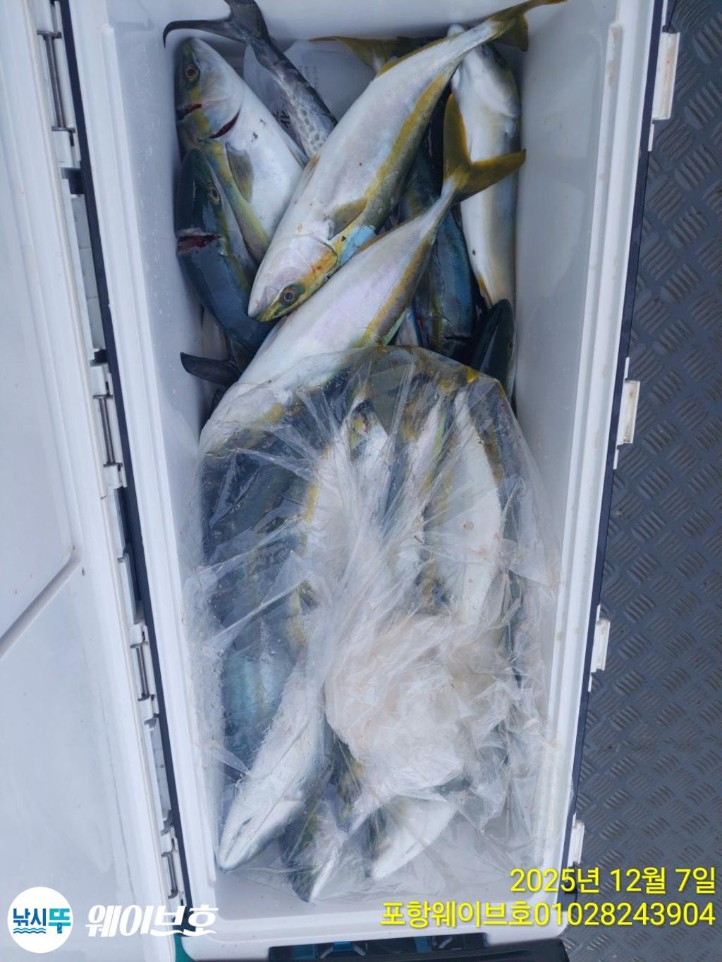 낚시뚜,방어,삼치,구룡포항,뉴웨이브호,낚시뚜15