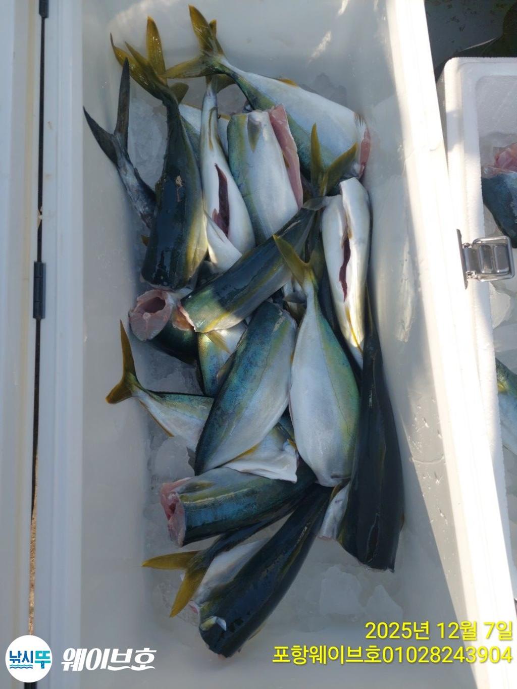 낚시뚜,방어,삼치,구룡포항,뉴웨이브호,낚시뚜14