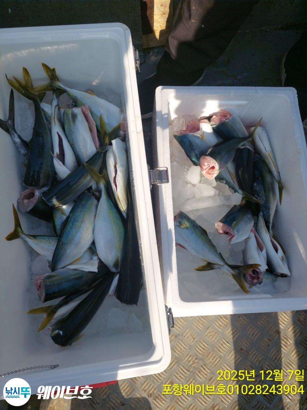 낚시뚜,방어,삼치,구룡포항,뉴웨이브호,낚시뚜13