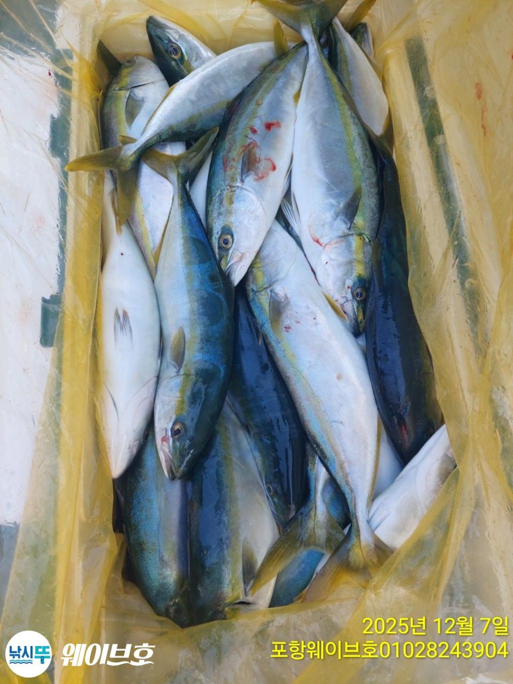 낚시뚜,방어,삼치,구룡포항,뉴웨이브호,낚시뚜12