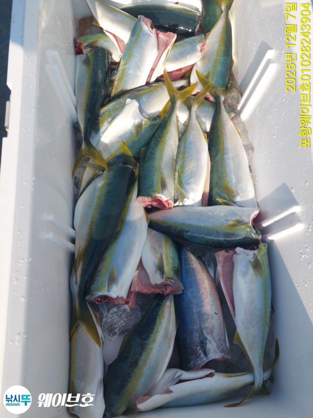 낚시뚜,방어,삼치,구룡포항,뉴웨이브호,낚시뚜11