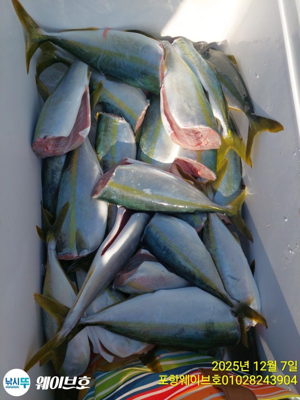 낚시뚜,방어,삼치,구룡포항,뉴웨이브호,낚시뚜10