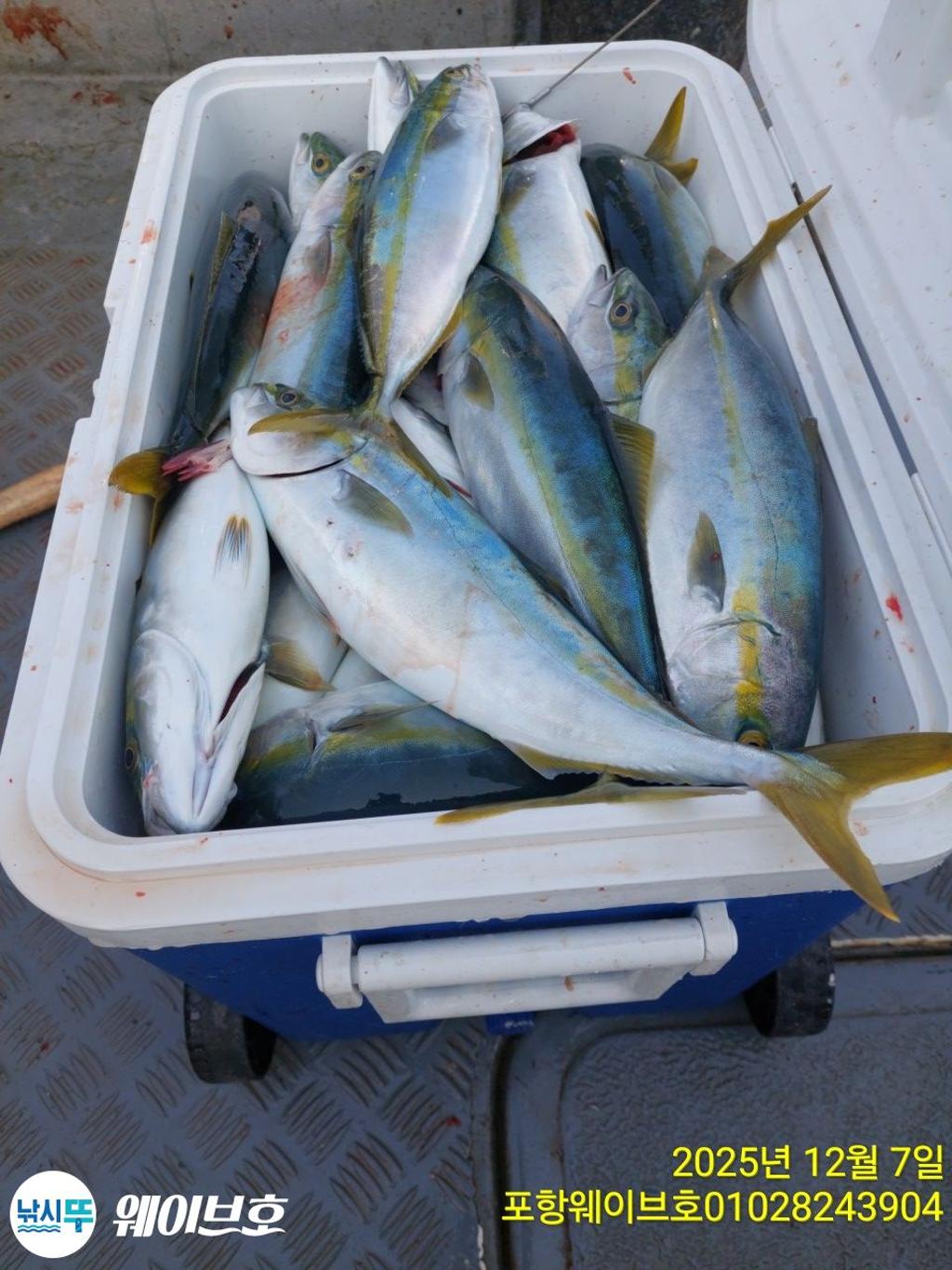 낚시뚜,방어,삼치,구룡포항,뉴웨이브호,낚시뚜9