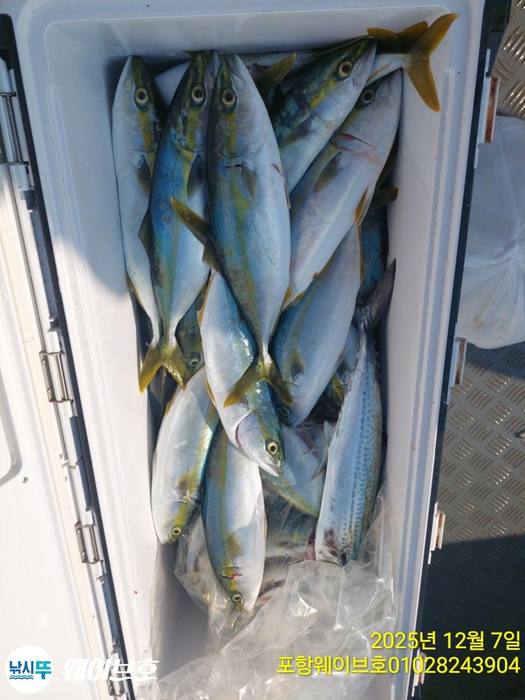 낚시뚜,방어,삼치,구룡포항,뉴웨이브호,낚시뚜8