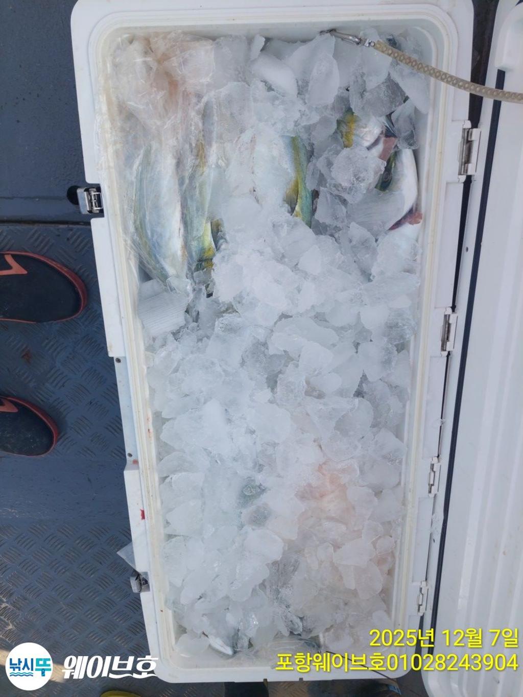 낚시뚜,방어,삼치,구룡포항,뉴웨이브호,낚시뚜7