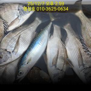 조황, 명성호 갯바위조황