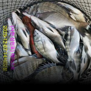 조황, 감성돔 떼고기~^^