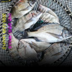 조황, 에이스 감성돔 ~^^