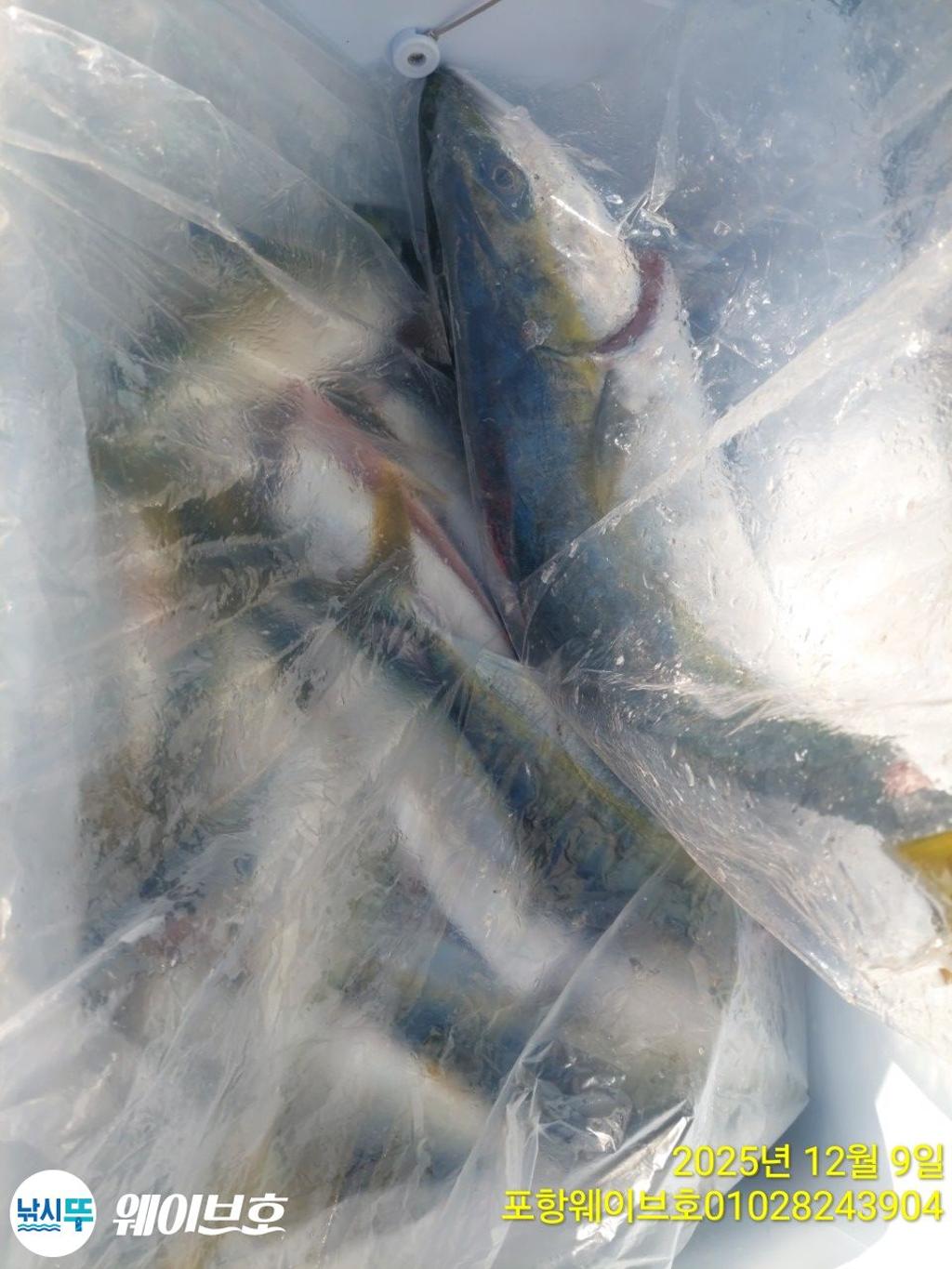 낚시뚜,방어,삼치,구룡포항,뉴웨이브호,낚시뚜14