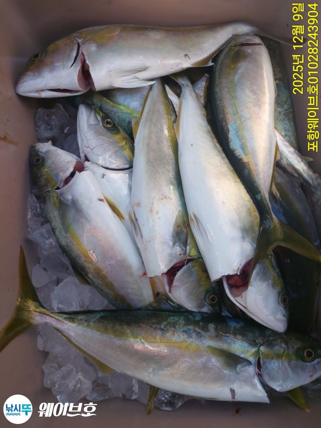 낚시뚜,방어,삼치,구룡포항,뉴웨이브호,낚시뚜13