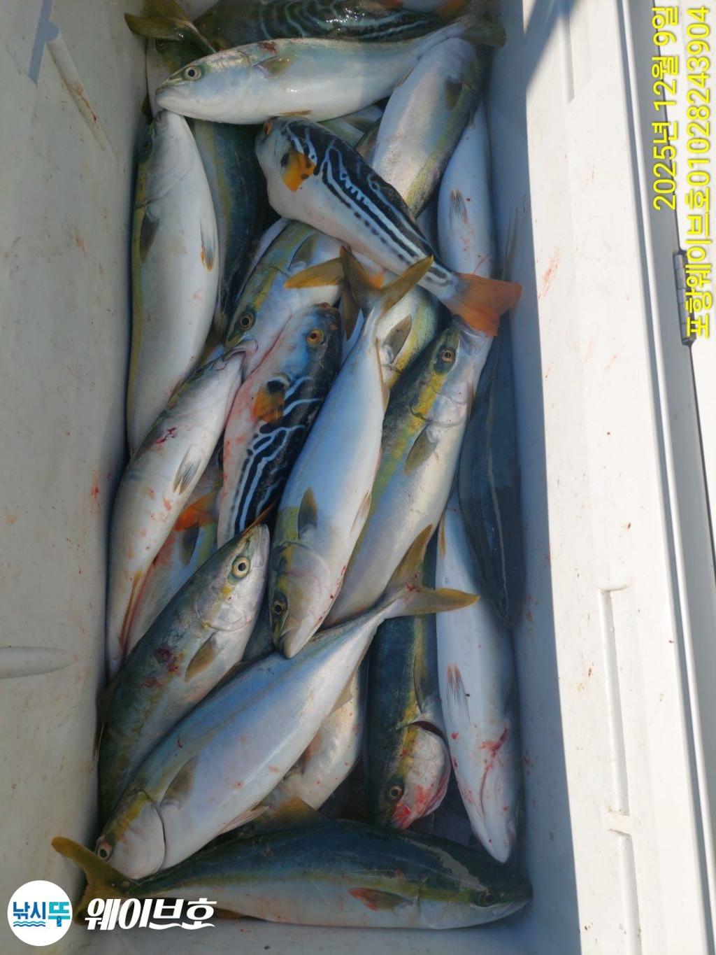 낚시뚜,방어,삼치,구룡포항,뉴웨이브호,낚시뚜12