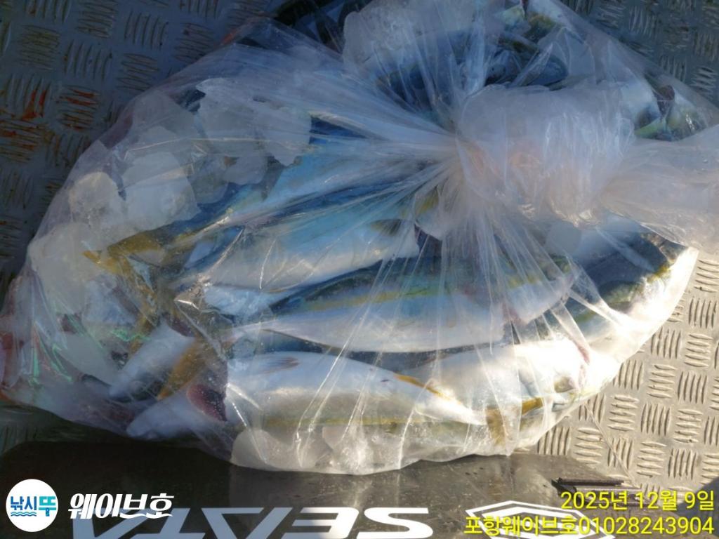 낚시뚜,방어,삼치,구룡포항,뉴웨이브호,낚시뚜11