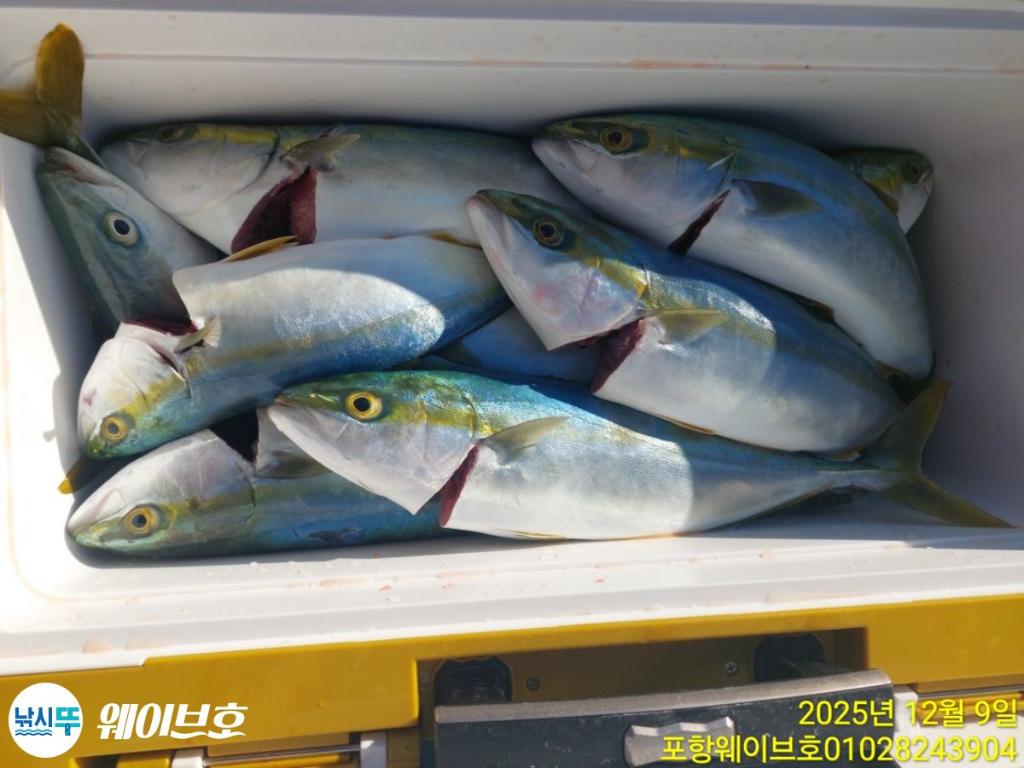 낚시뚜,방어,삼치,구룡포항,뉴웨이브호,낚시뚜10