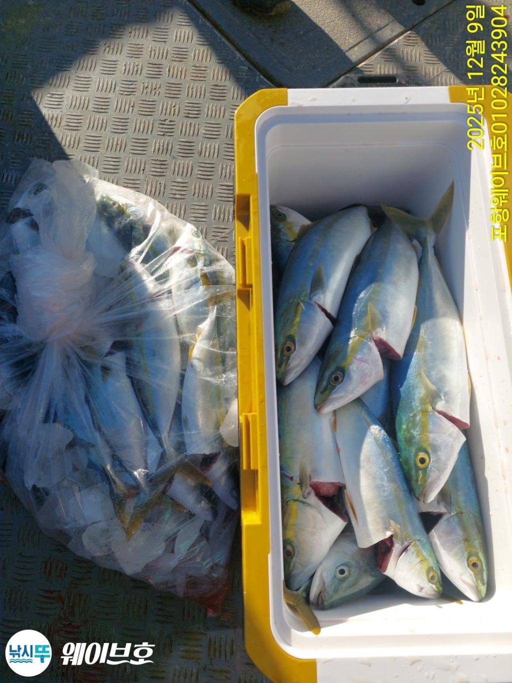 낚시뚜,방어,삼치,구룡포항,뉴웨이브호,낚시뚜9