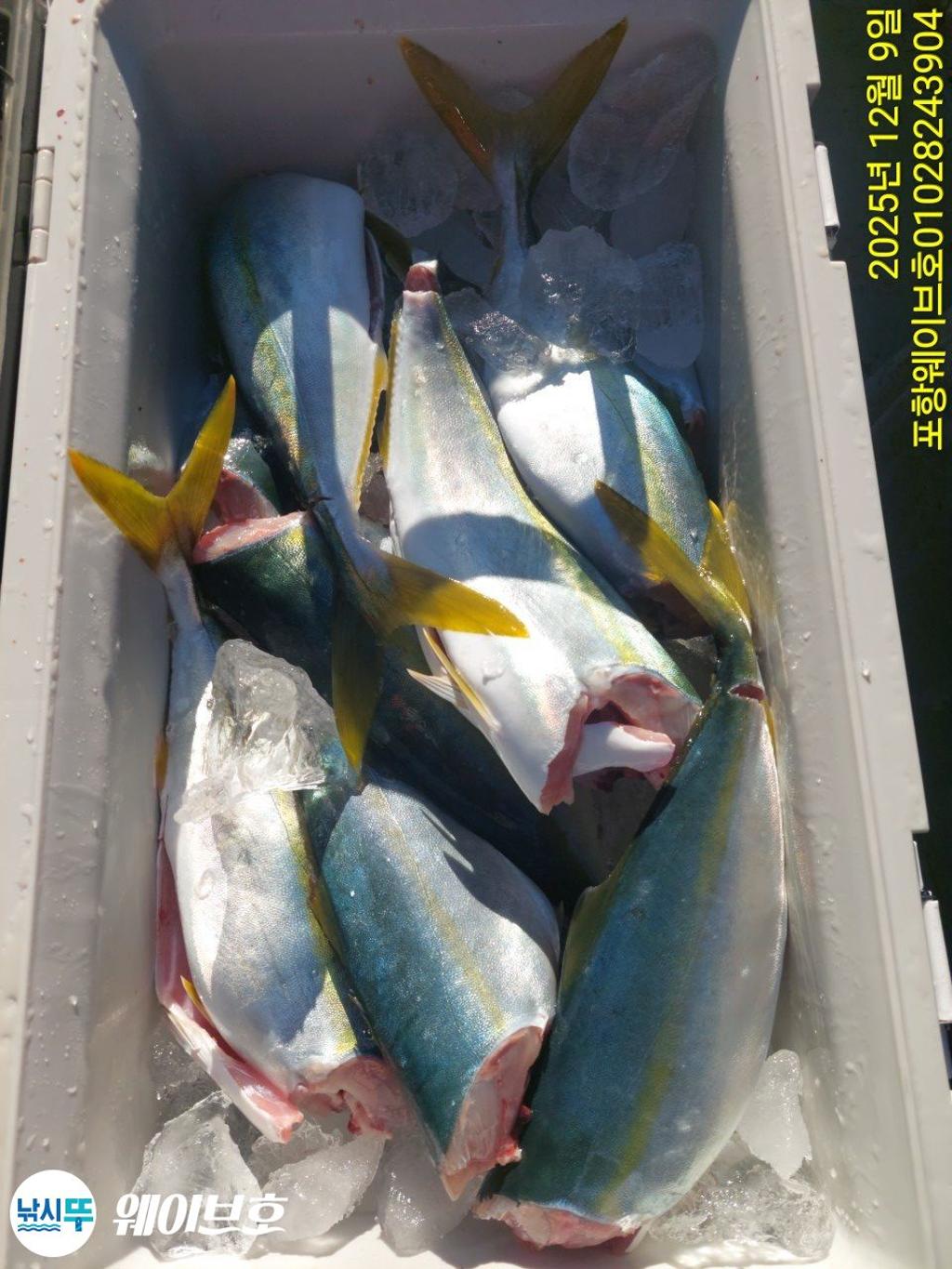 낚시뚜,방어,삼치,구룡포항,뉴웨이브호,낚시뚜8